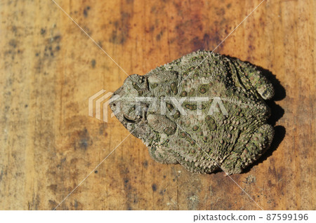 Texas Toad Anaxyrus speciosus on Metal Table 87599196
