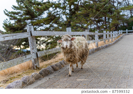 A cute photo of a sheep walking towards us 87599332