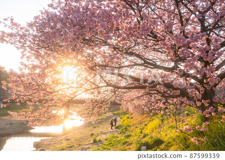 《Shizuoka Prefecture》 Kawazu cherry blossoms in full bloom, Minamiizu Town at dusk 87599339