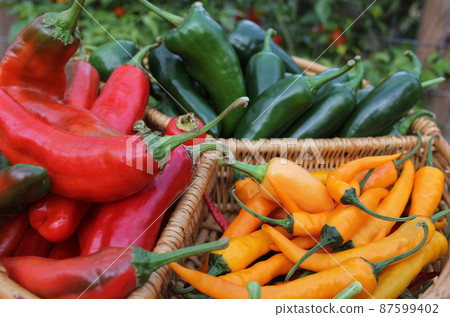 Poblano Peppers with Asian Red Peppers and Yellow Chili Peppers 87599402