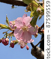 Kawazu cherry blossom buds and flowers 87599559