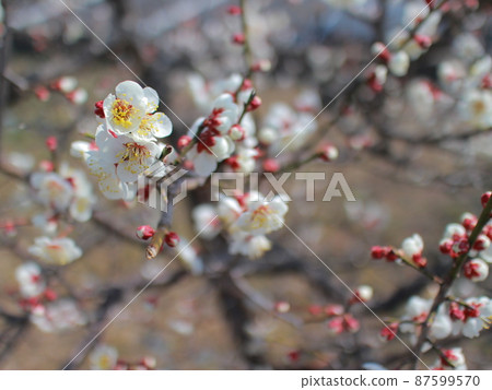 Photo of plum with buds and flowers Photo of plum with buds and flowers 87599570