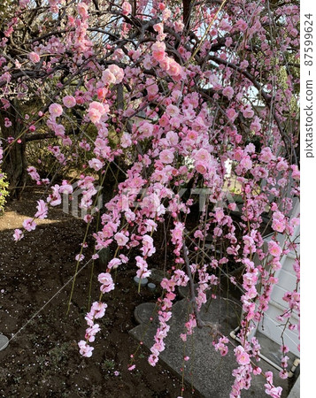 Dangling plum Dangling plum 87599624