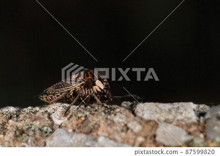 Creatures, insects, Alcimocoris japonicum, early March. Looking from the side of the adults who have awakened from overwintering, there is also a wonderful pattern on the ventral side. 87599820