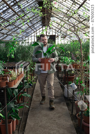 Man carries large pot with plant, flower and smiles. Gardening, seedlings, greenhouse Man carries large pot with plant, flower and smiles. Gardening, seedlings, greenhouse 87600325