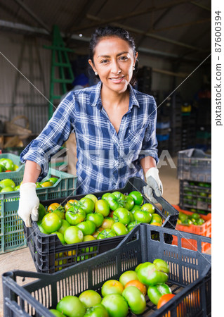 Woman gardener sorting green tomatoes in warehouse Woman gardener sorting green tomatoes in warehouse 87600394