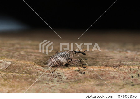 Creatures, insects, Cyclobalanopsis weevil, complex colors are scales. When the scales fall off, the ground color black appears. 87600850