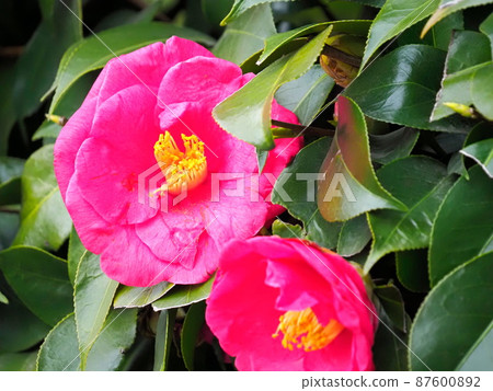 Camellia flowers in full bloom Camellia flowers in full bloom 87600892