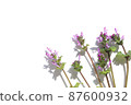 Henbit background frame 87600932