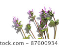 Henbit background frame 87600934