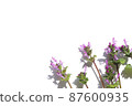 Henbit background frame 87600935