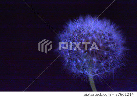 夢幻般的蒲公英絨毛特寫在黑暗的背景 夢幻般的蒲公英絨毛特寫在黑暗的背景 87601214
