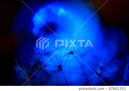 Dandelion fluff in a fantastic darkness Dandelion fluff in a fantastic darkness 87601331
