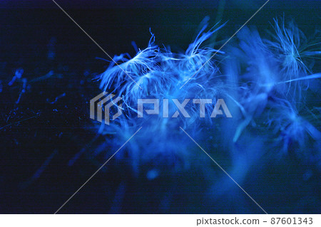 Dandelion fluff in a fantastic darkness 87601343