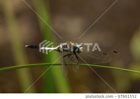 Coconut shell Coconut shell 87601552