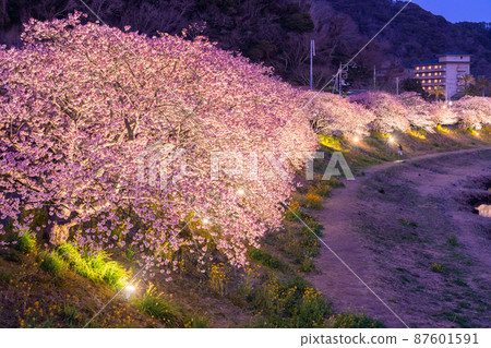 cherry blossom※プロフ確認 Pink cherry blossom 35816591 Stock Photo at Vecteezy