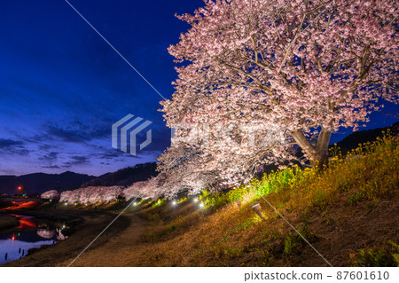 《Shizuoka Prefecture》 Minamiizu Town where Kawazu cherry blossoms and night cherry blossoms are in full bloom 《Shizuoka Prefecture》 Minamiizu Town where Kawazu cherry blossoms and night cherry blossoms are in full bloom 87601610