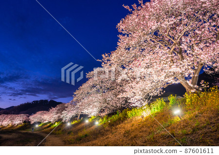 《靜岡縣》河津櫻花和夜櫻盛開的南伊豆町 87601611