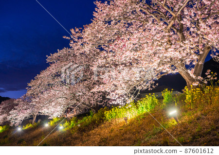 《靜岡縣》河津櫻花和夜櫻盛開的南伊豆町 87601612