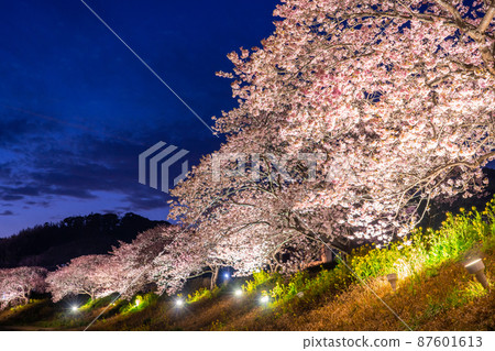 《靜岡縣》河津櫻花和夜櫻盛開的南伊豆町 87601613