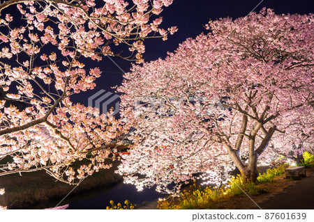 《Shizuoka Prefecture》 Minamiizu Town where Kawazu cherry blossoms and night cherry blossoms are in full bloom 《Shizuoka Prefecture》 Minamiizu Town where Kawazu cherry blossoms and night cherry blossoms are in full bloom 87601639