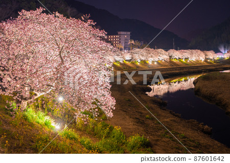 《Shizuoka Prefecture》 Minamiizu Town where Kawazu cherry blossoms and night cherry blossoms are in full bloom 87601642