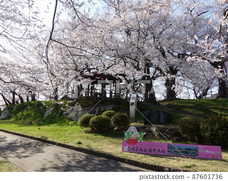 Cherry blossoms in full bloom Sakura Sakura Eboshiyama Park Cherry blossoms in full bloom Sakura Sakura Eboshiyama Park 87601736
