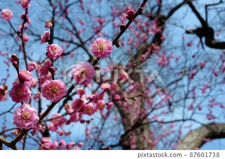 藍天和梅花 87601738