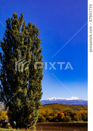 [Hokkaido / Biei] Daisetsuzan, Ken and Mary Tree 87601739