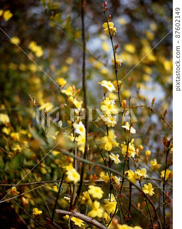 與春天的天空、花和芽的冬天茉莉花 87602149