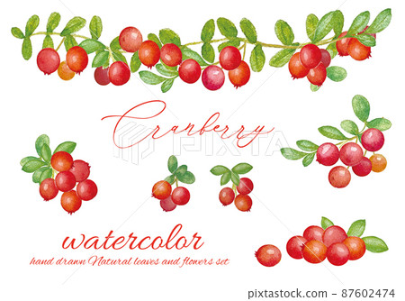 水彩手寫蔓越莓插圖 水彩手寫蔓越莓插圖 87602474