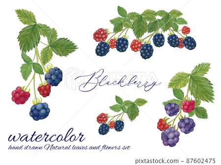 Watercolor handwritten blackberry illustration - Stock Illustration ...