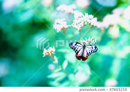 Chestnut tiger flying to Kurume City Ishibashi Cultural Center 87603258