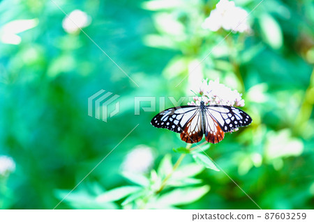 Chestnut tiger flying to Kurume City Ishibashi Cultural Center 87603259