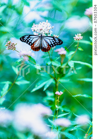 Chestnut tiger flying to Kurume City Ishibashi Cultural Center 87603304