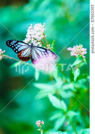 Chestnut tiger flying to Kurume City Ishibashi Cultural Center 87603305