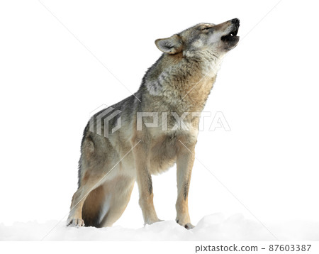 she-wolf howls in winter on snow isolated on white background 87603387