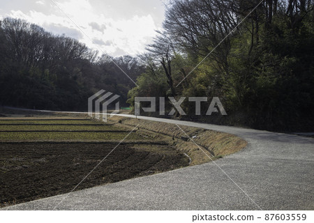 Curved road in winter rice fields 87603559