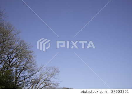 冬天藍天和小樹林 87603561