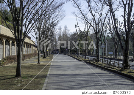 在有路邊樹的冬季公園裡的一條步行道 在有路邊樹的冬季公園裡的一條步行道 87603573