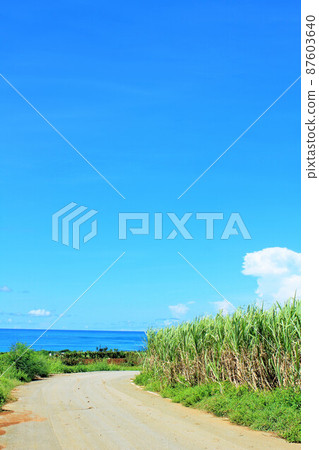 沖繩藍天甘蔗田風光 87603640