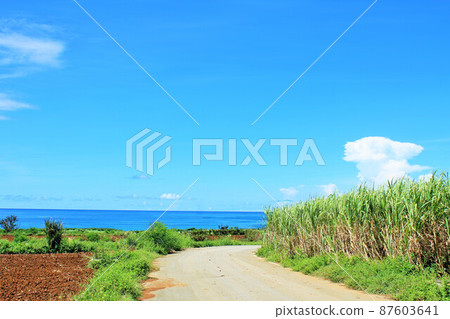 Okinawa blue sky and sugar cane field scenery Okinawa blue sky and sugar cane field scenery 87603641