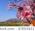 Fresh green mountains and cherry blossoms 87603822
