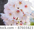 Cherry blossoms in full bloom 87603823