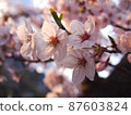 Cherry blossoms in full bloom 87603824