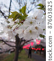 Cherry-blossom viewing evening twilight 87603825