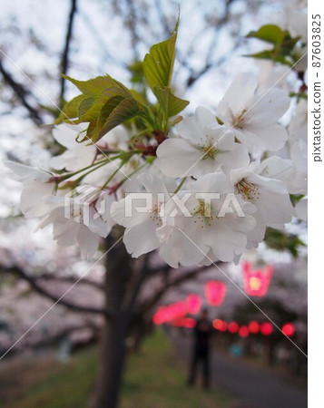 Cherry-blossom viewing evening twilight 87603825