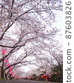 Cherry-blossom viewing at dusk 87603826