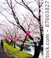 Cherry-blossom viewing in full bloom Riverbed dusk 87603827