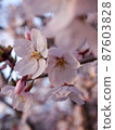 Cherry blossoms and buds 87603828